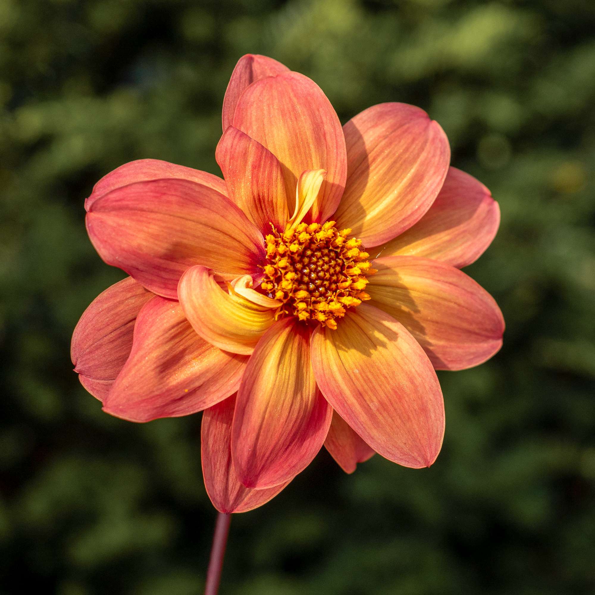 Dahlia 'Schippers Bronze'